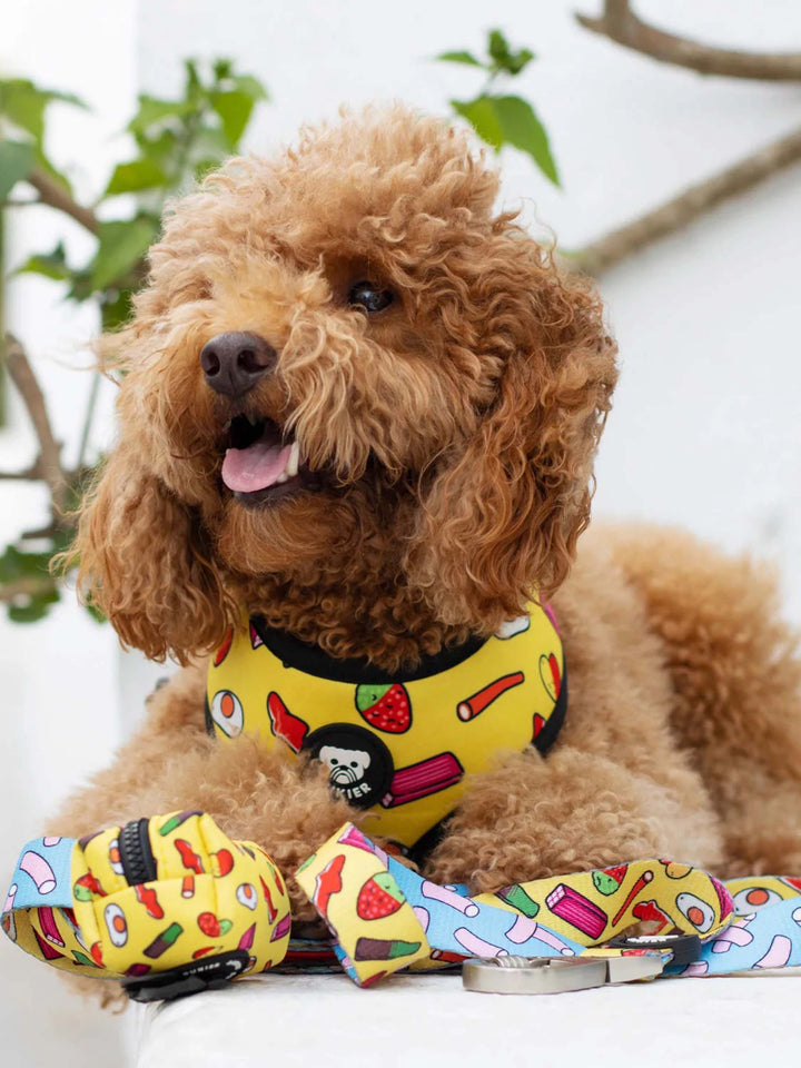 SWEETS LEASH FOR DOGS