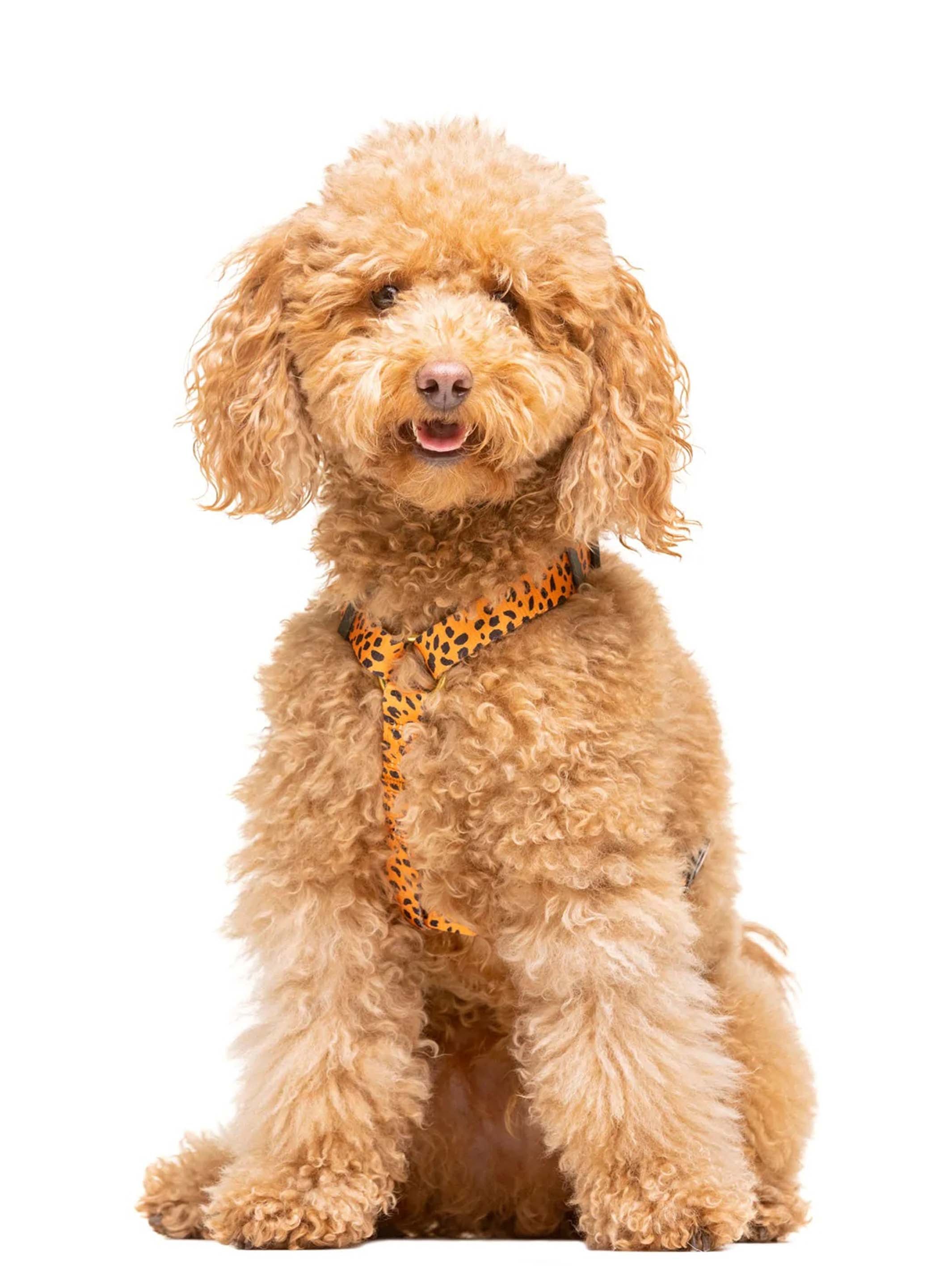CHEETAH GOLD CLASSIC DOG HARNESS