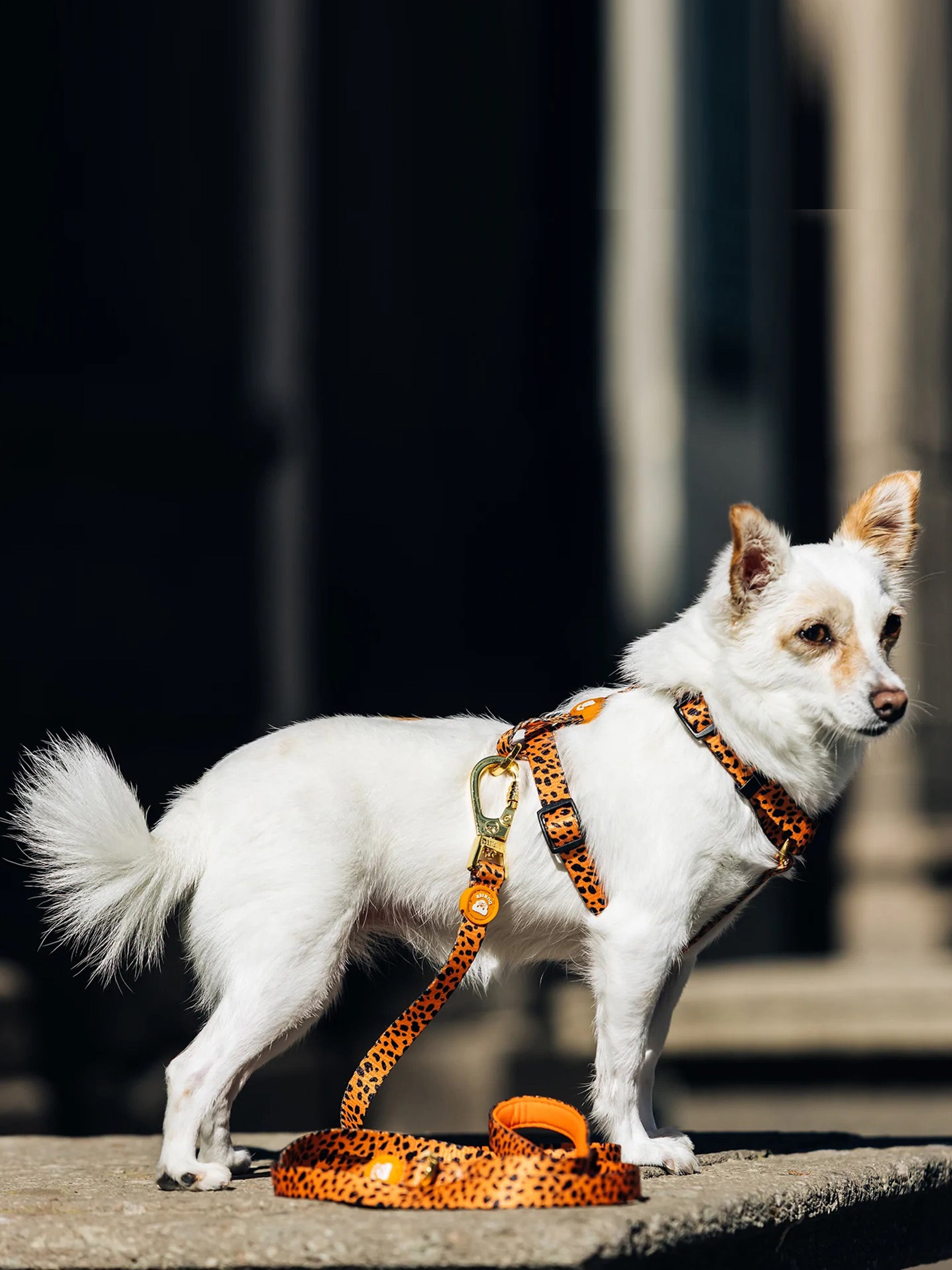 CHEETAH GOLD LEASH FOR DOGS