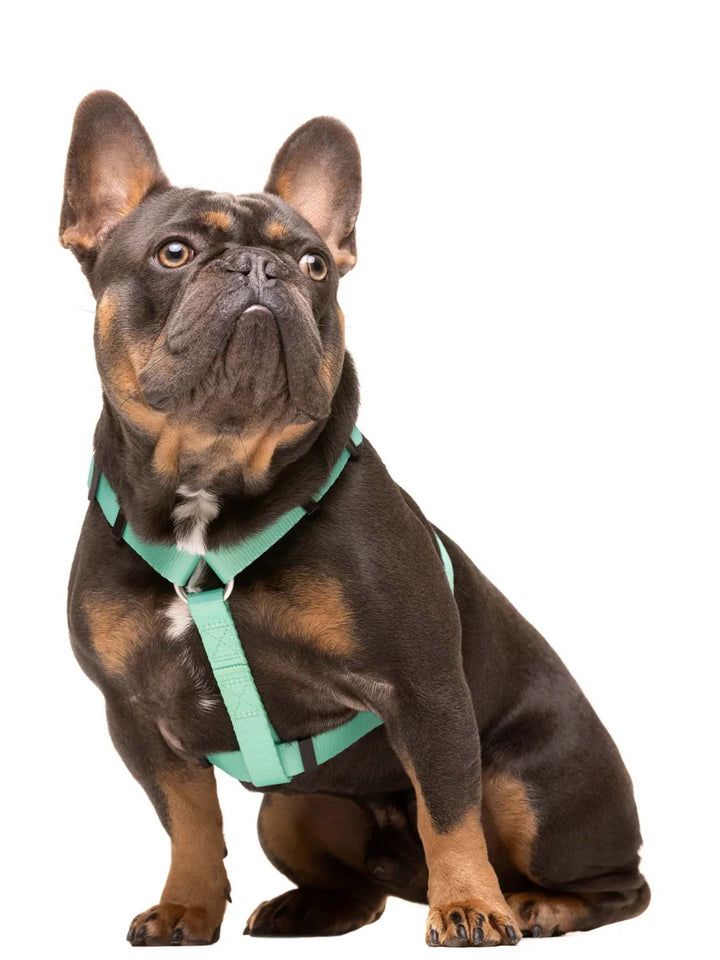 PETTORINA CLASSICA PER CANE MINT
