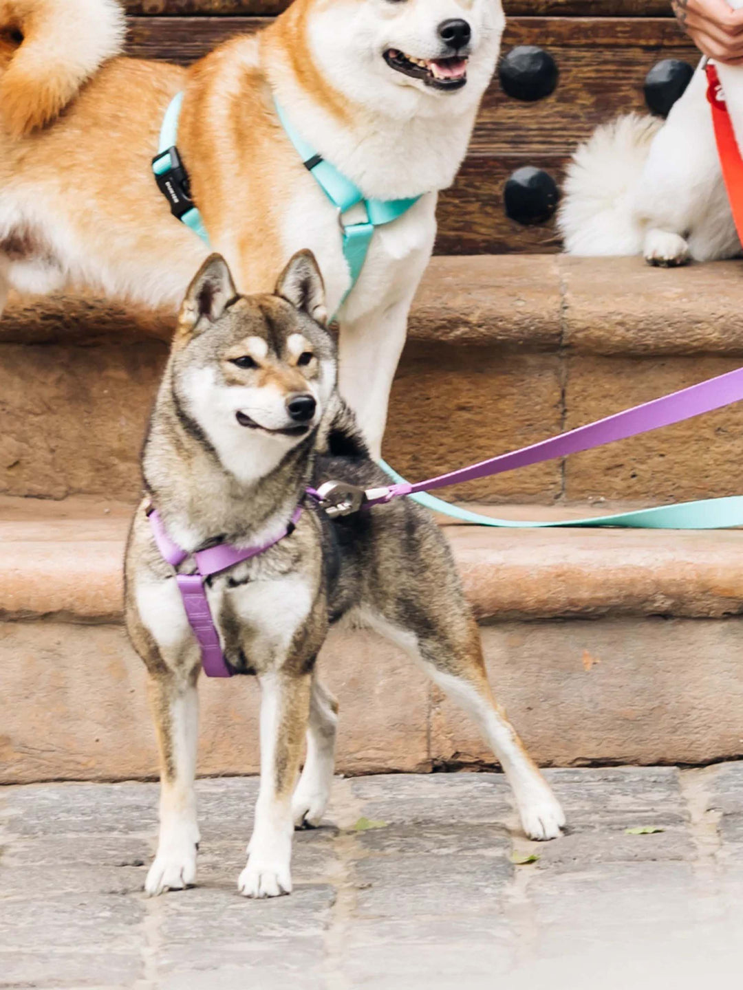 PETTORINA CLASSICA PER CANE PURPLE