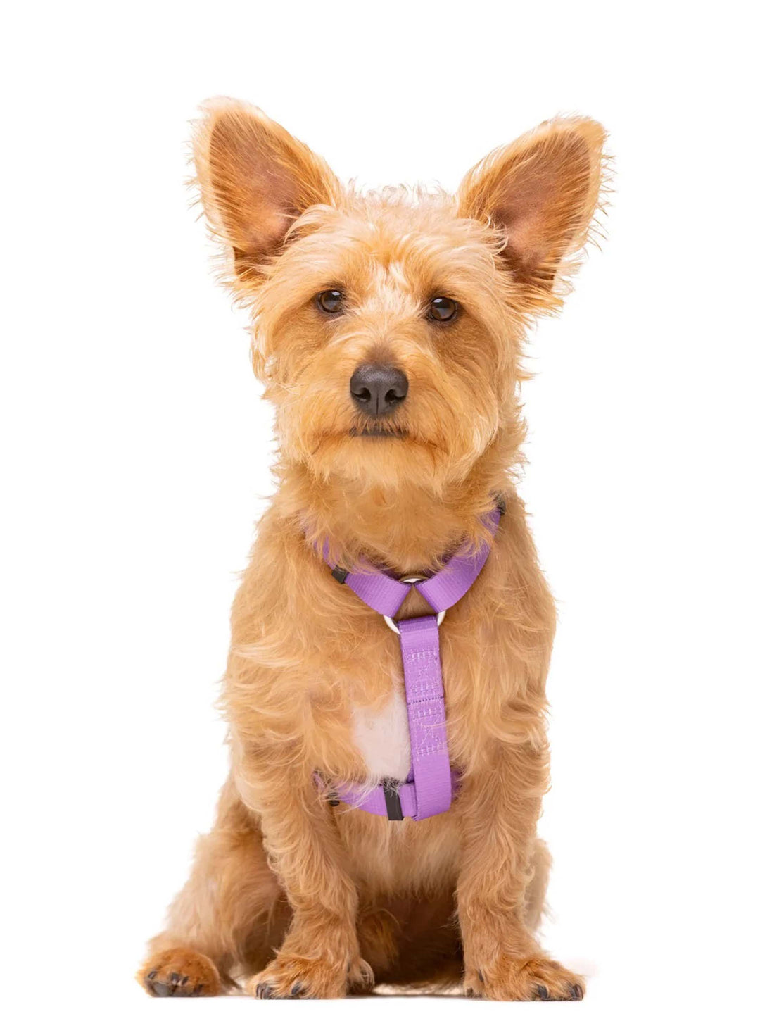PETTORINA CLASSICA PER CANE PURPLE