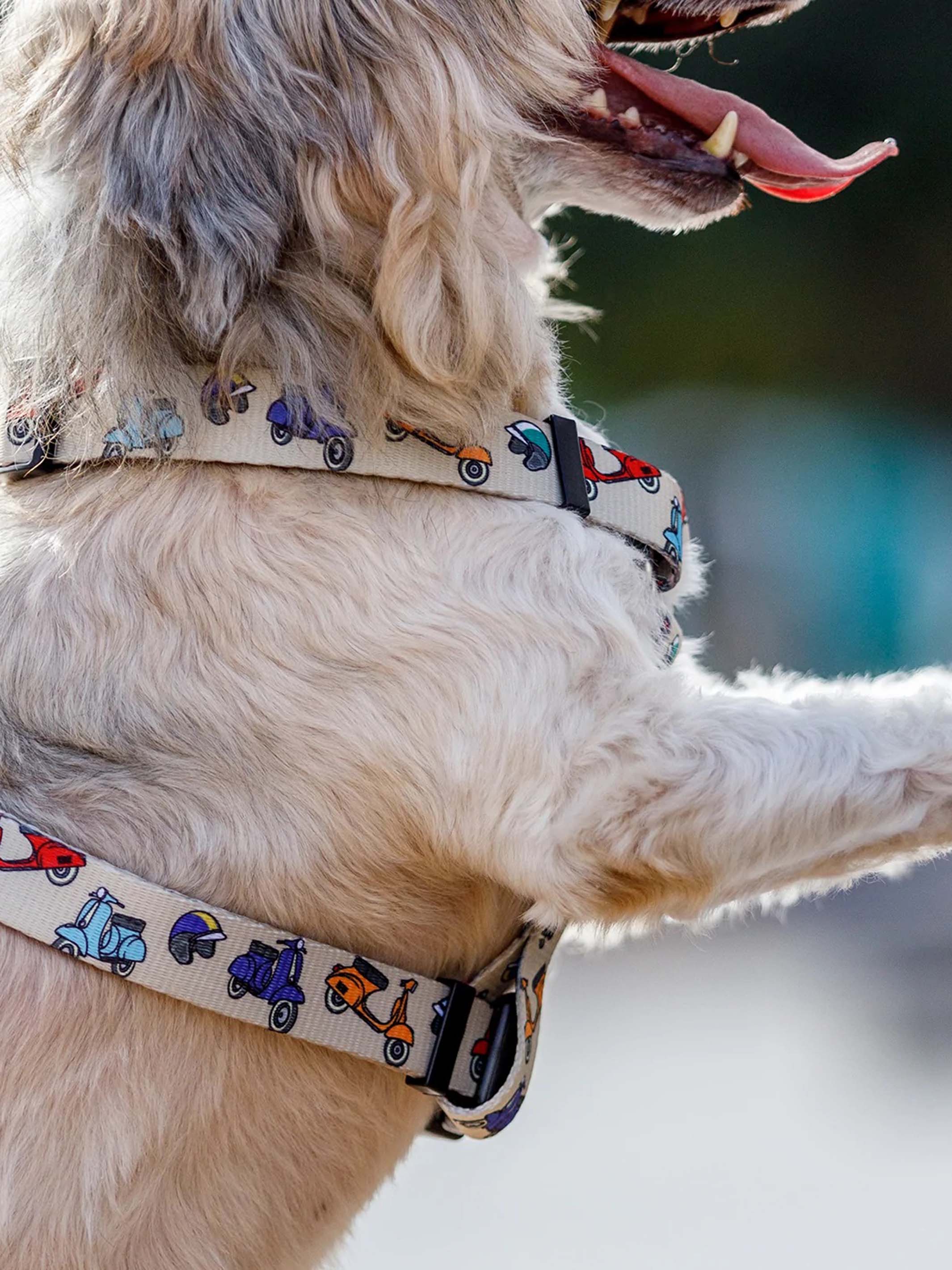 Dog sales scooter harness