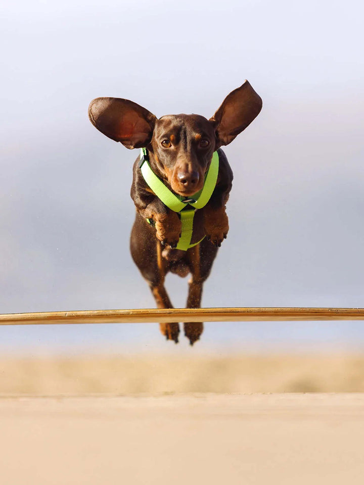 LIME CLASSIC DOG HARNESS