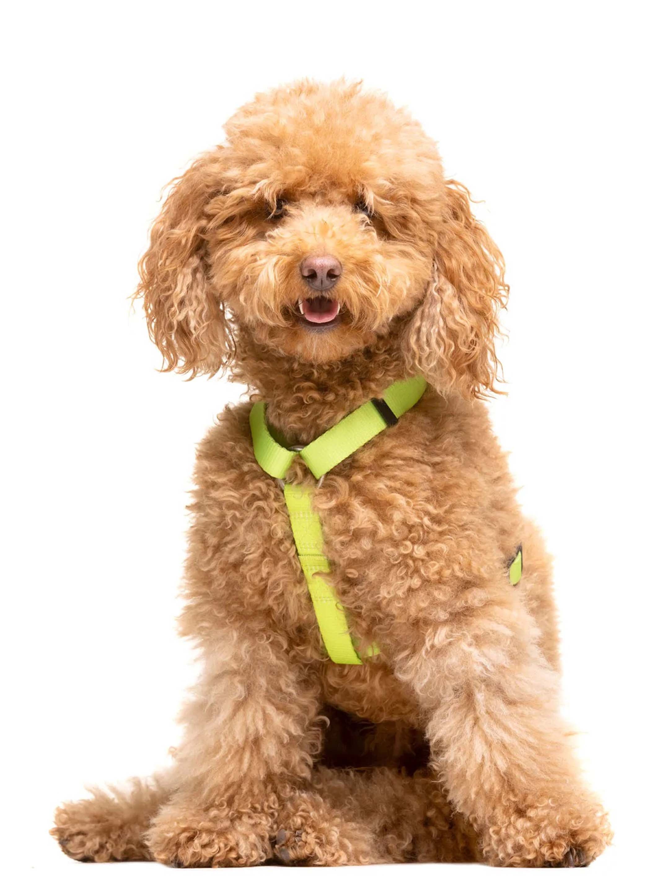LIME CLASSIC DOG HARNESS