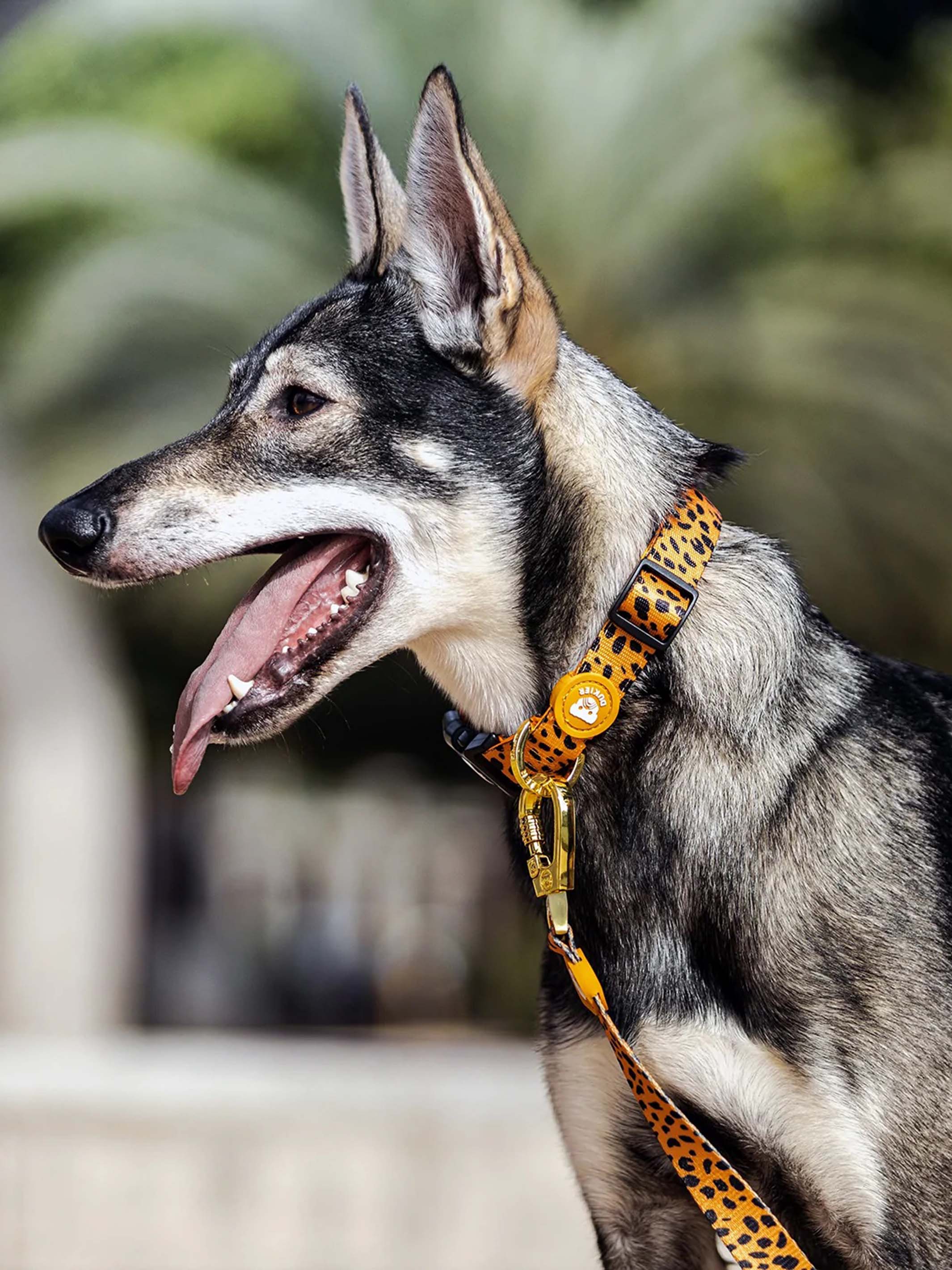 CHEETAH GOLD DOG COLLAR