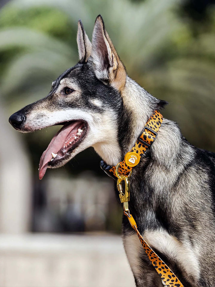CHEETAH GOLD DOG COLLAR