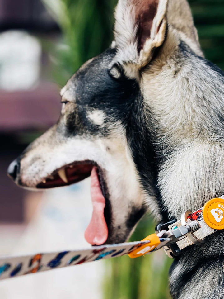 SCOOTER DOG COLLAR