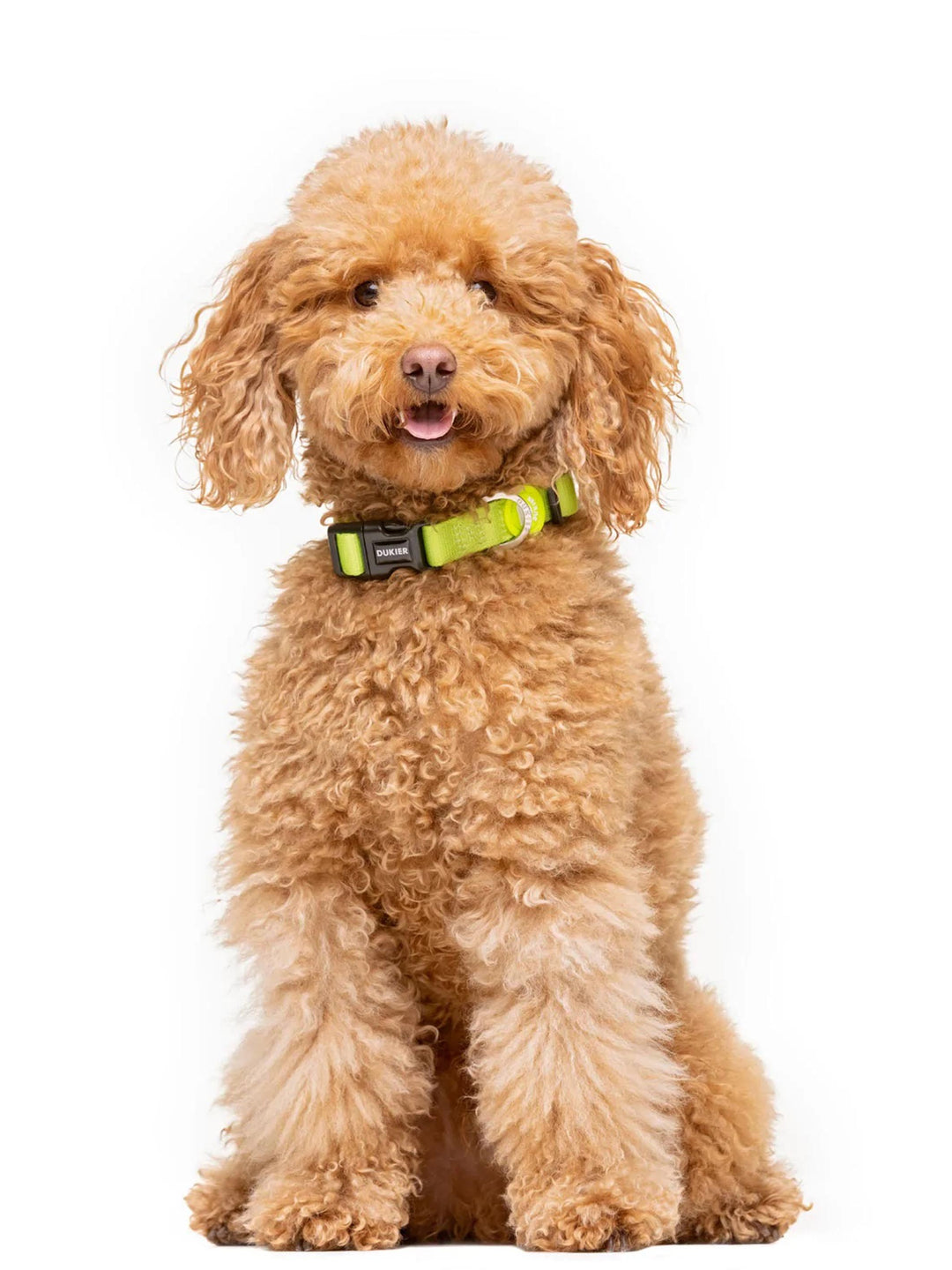 LIME DOG COLLAR