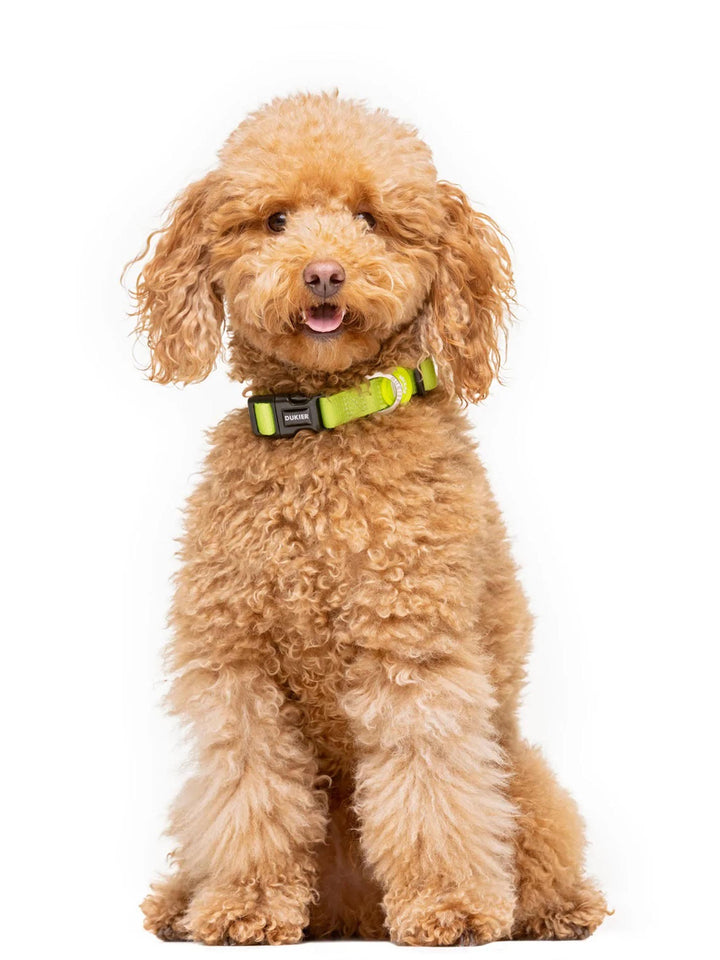 LIME DOG COLLAR