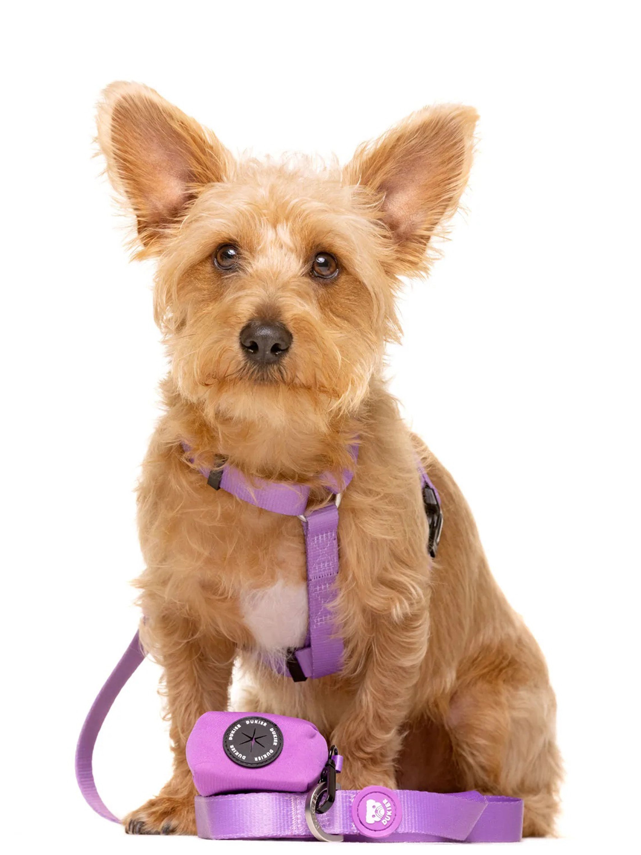 PURPLE LEASH FOR DOGS