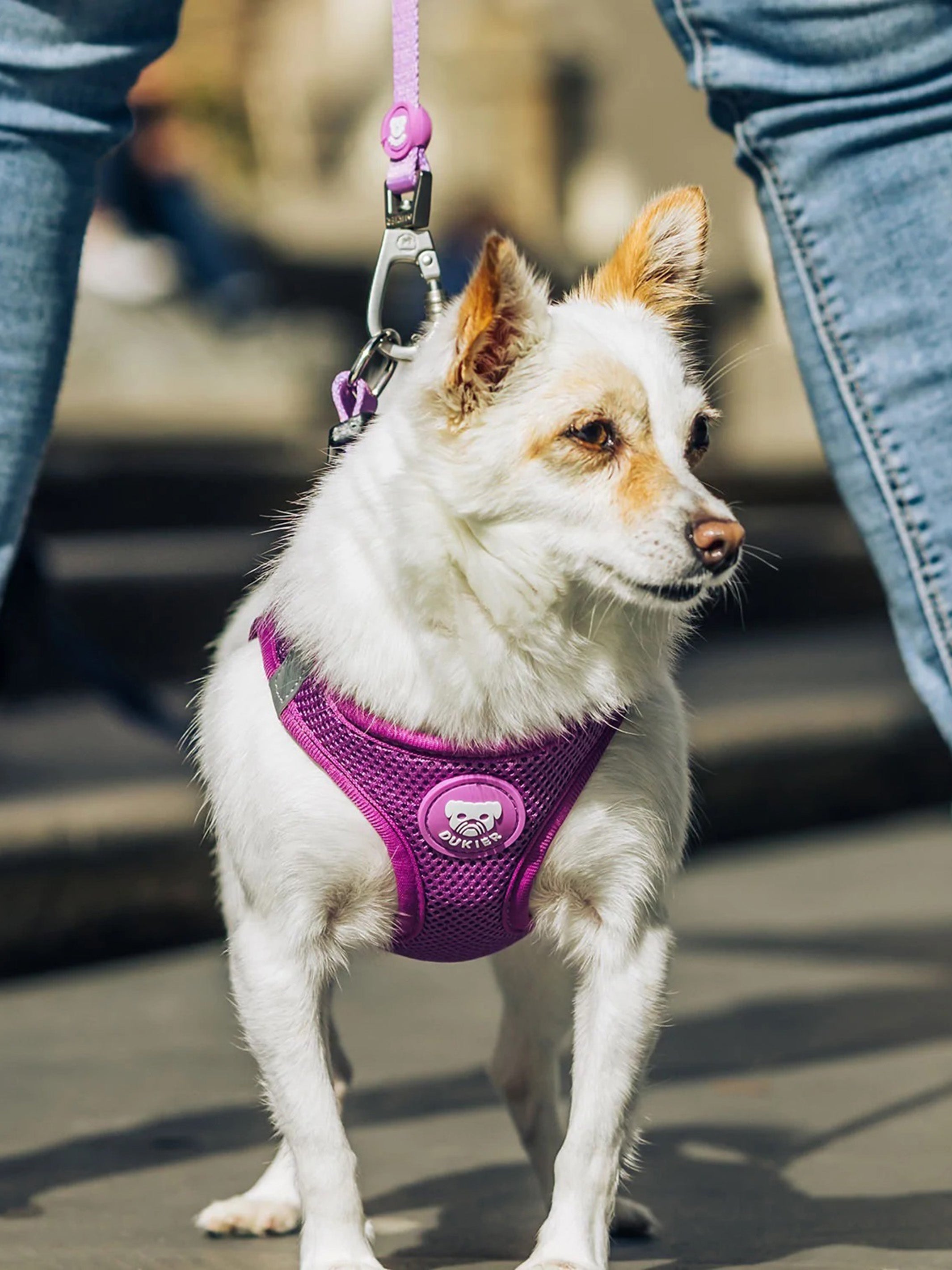 PURPLE LEASH FOR DOGS