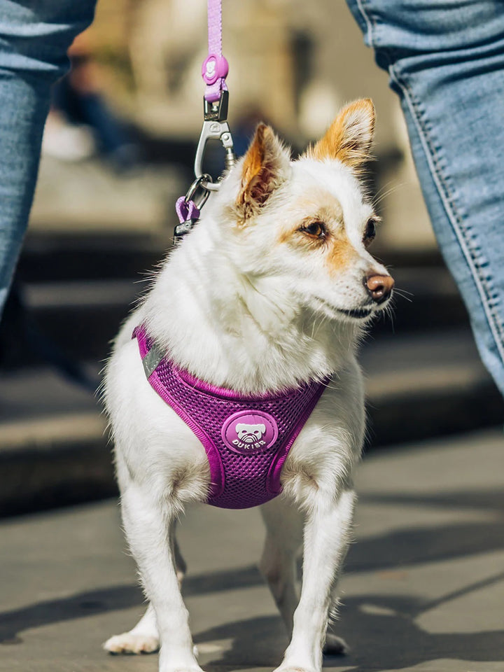 PURPLE LEASH FOR DOGS