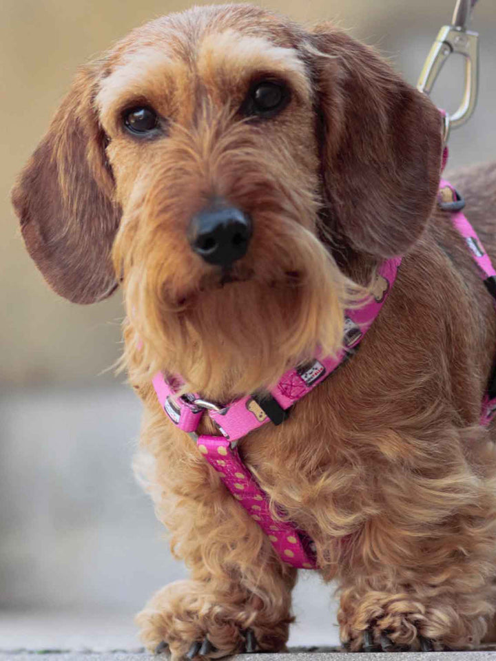 DOGTELLA CLASSIC DOG HARNESS