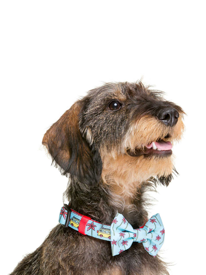 NOEUD PAPILLON CALIFORNIA POUR CHIEN 