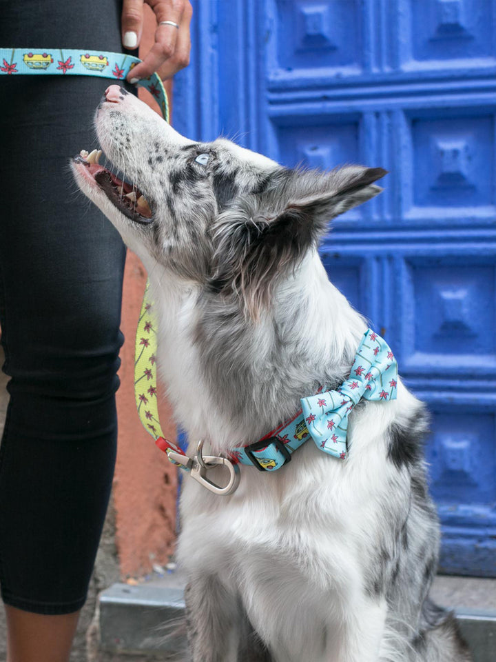 NOEUD PAPILLON CALIFORNIA POUR CHIEN 