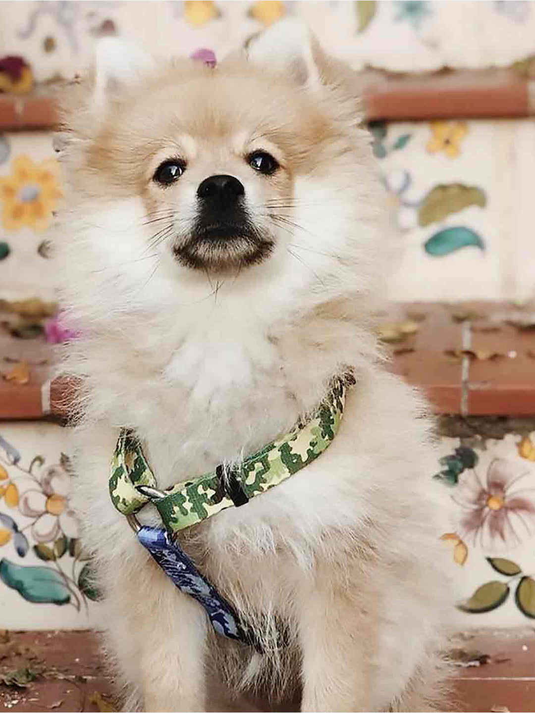 ARNÉS CLÁSICO PARA PERRO CAMO