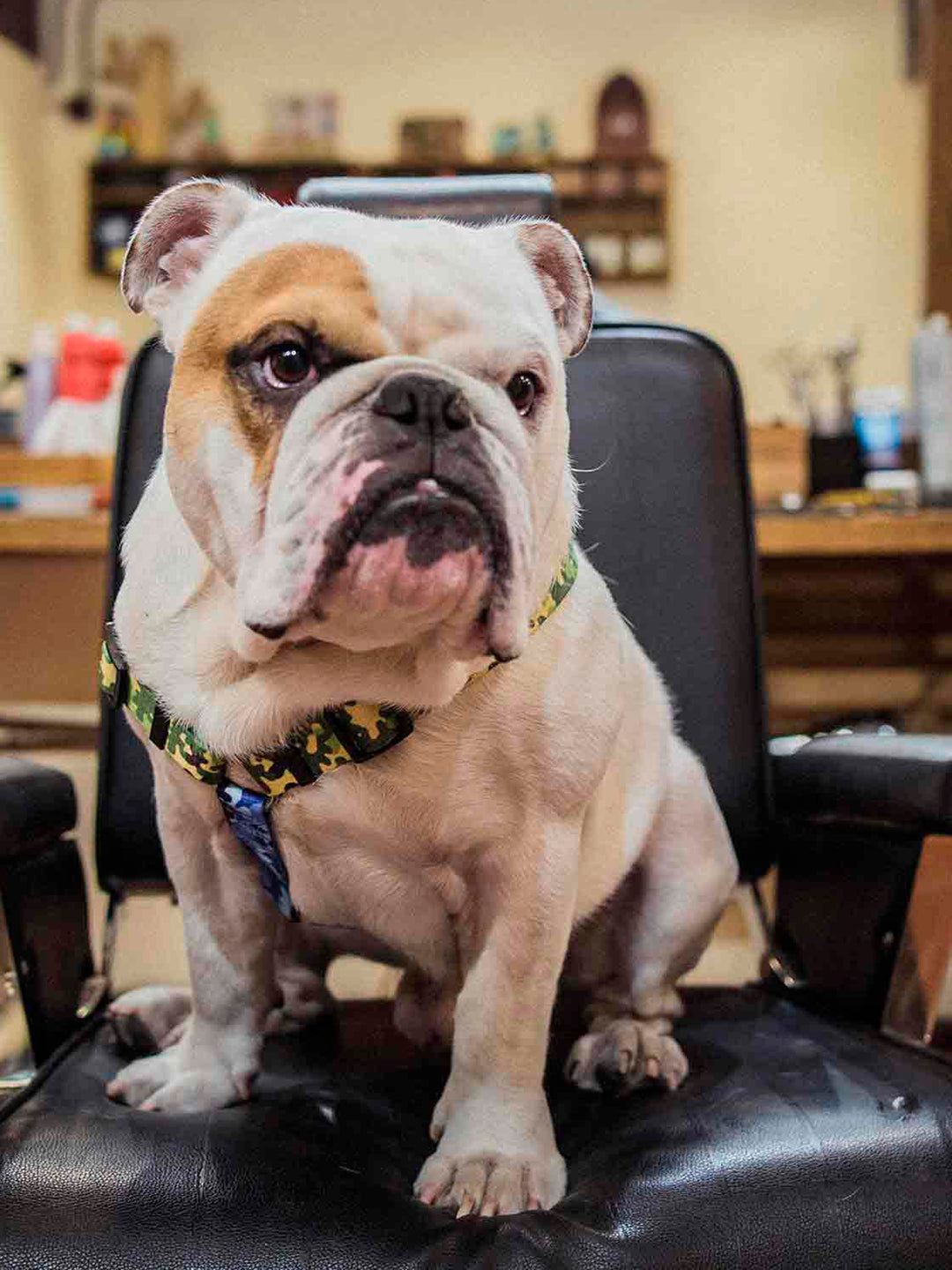 CLASSIC CAMO HARNESS FOR DOGS