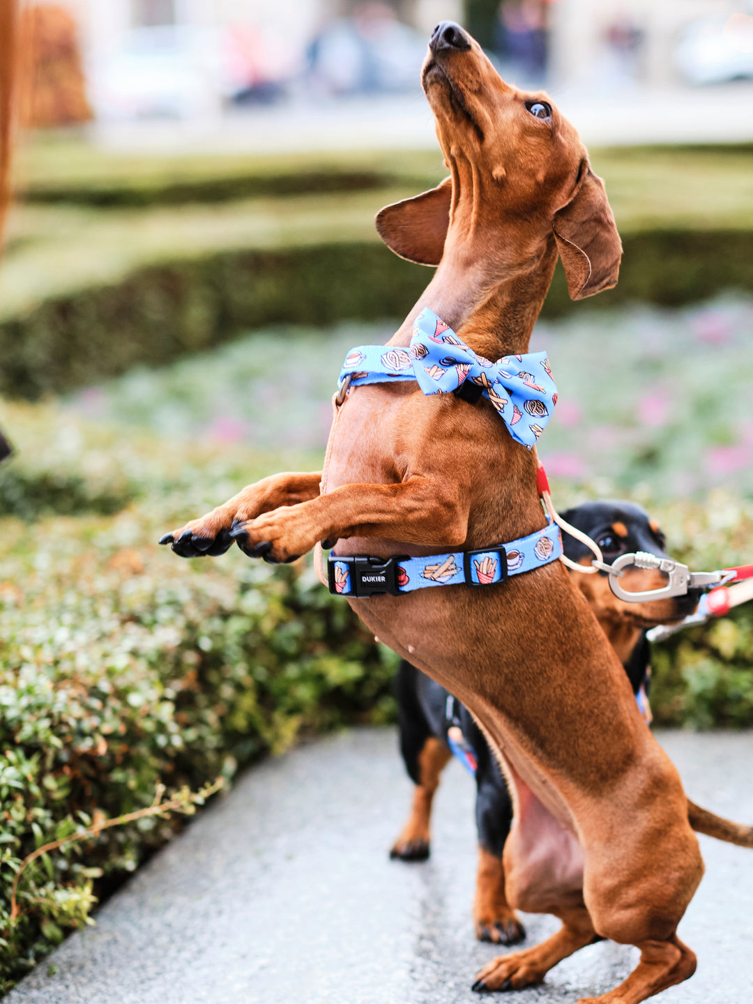 ARNÉS CLÁSICO PARA PERRO CHURROS