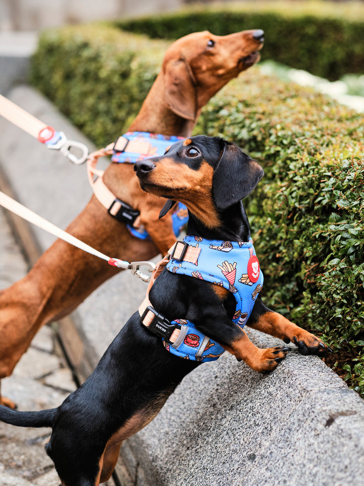 PETTORINA REGOLABILE PER CANE CHURROS