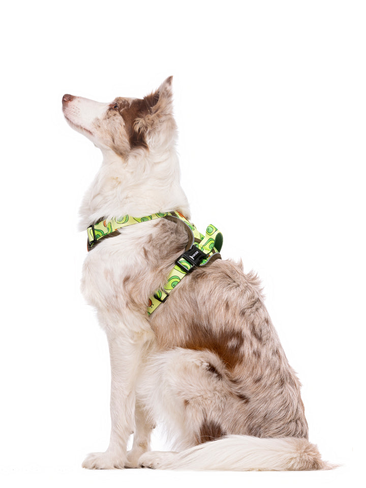 TRAIL HUNDEGESCHIRR AVOCADO