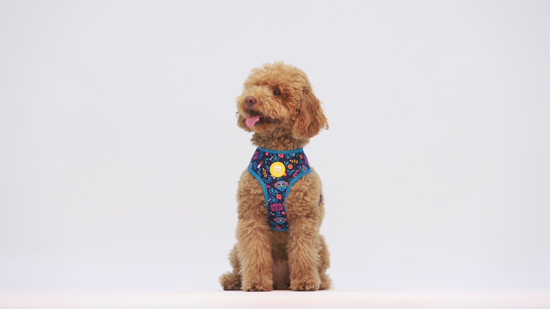 CATRINA REVERSIBLE DOG HARNESS