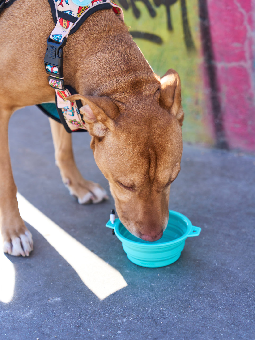 BEBEDOURO DOBRÁVEL PARA CÃES MINT