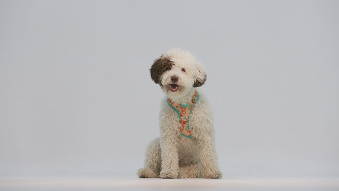 PEACE REVERSIBLE DOG HARNESS
