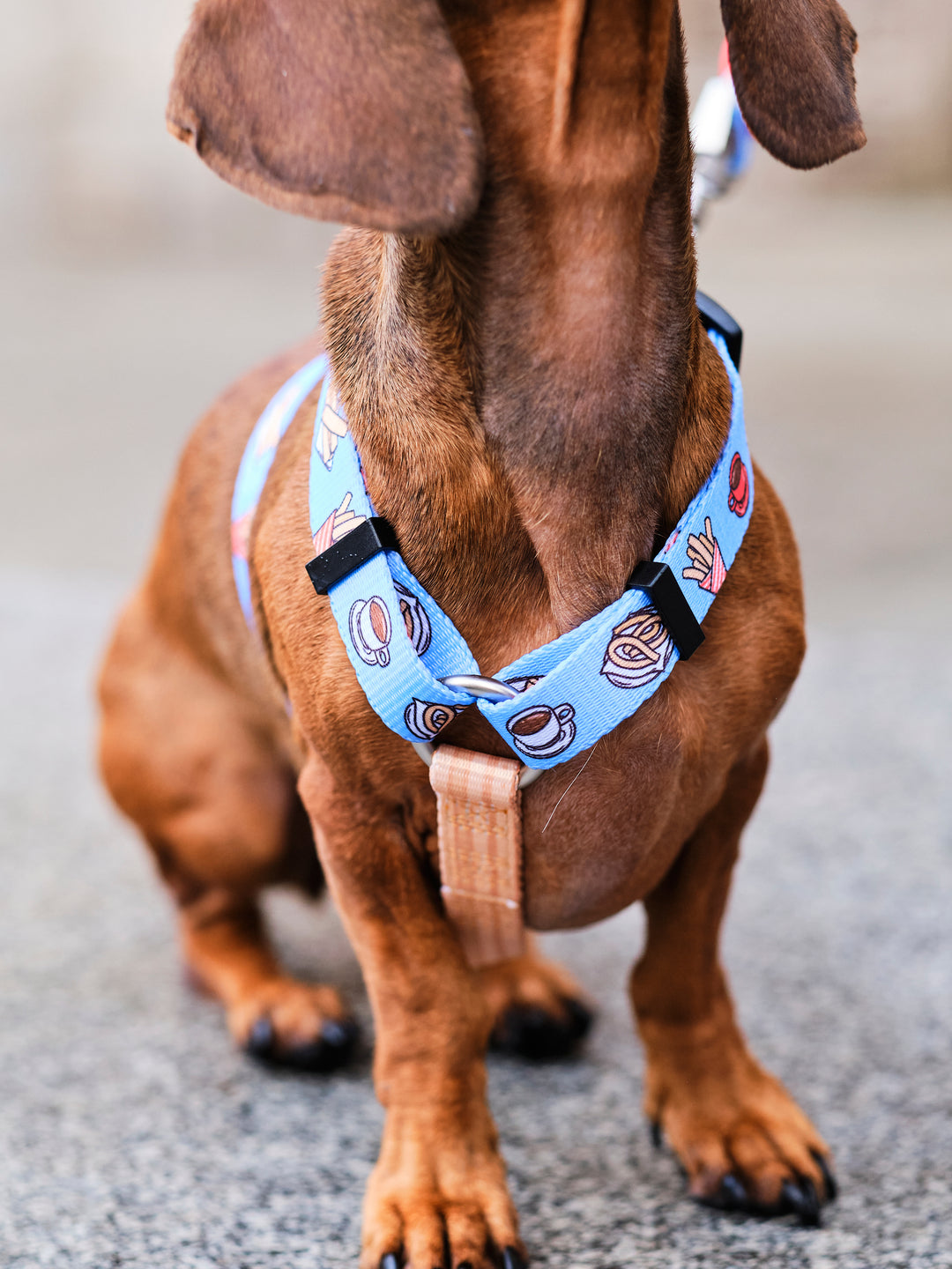 ARNÉS CLÁSICO PARA PERRO CHURROS