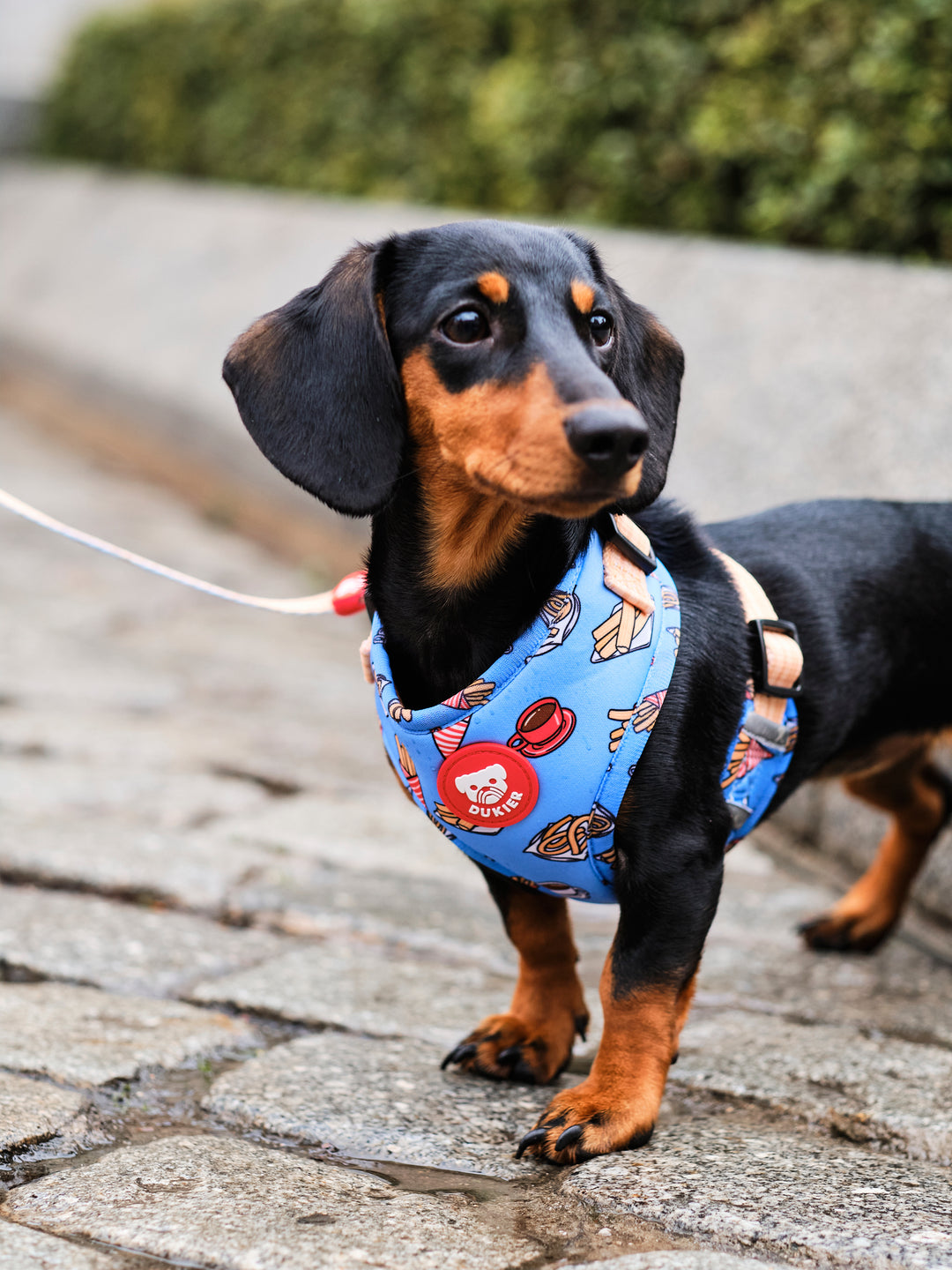 PETTORINA REGOLABILE PER CANE CHURROS