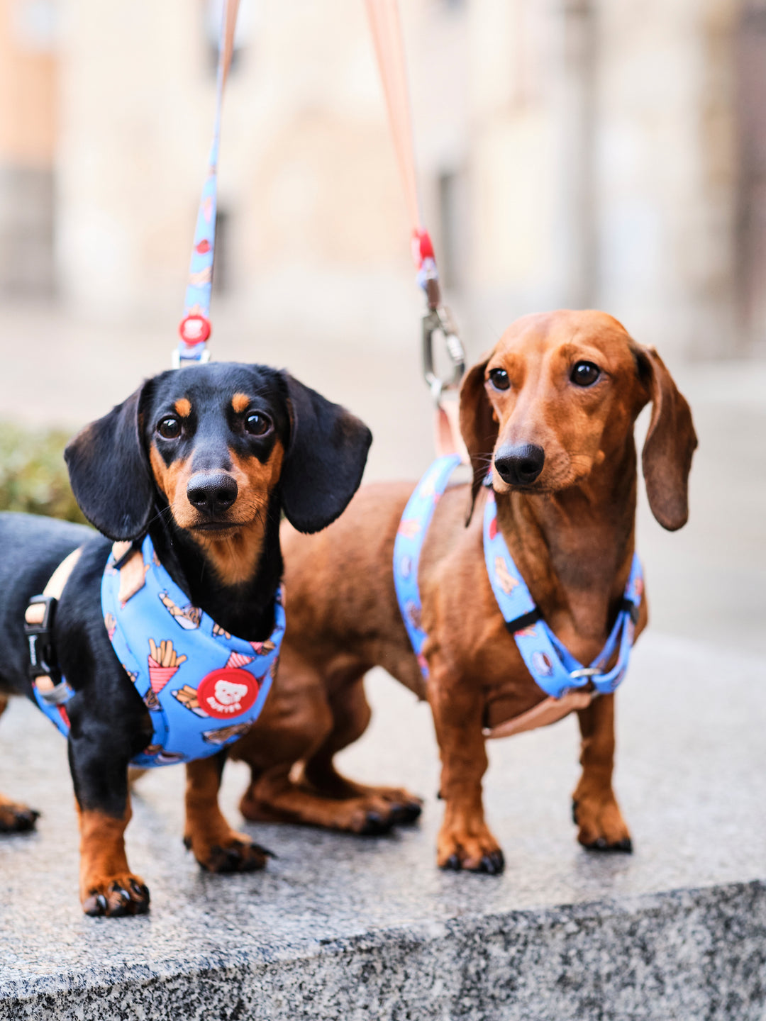 PETTORINA REGOLABILE PER CANE CHURROS