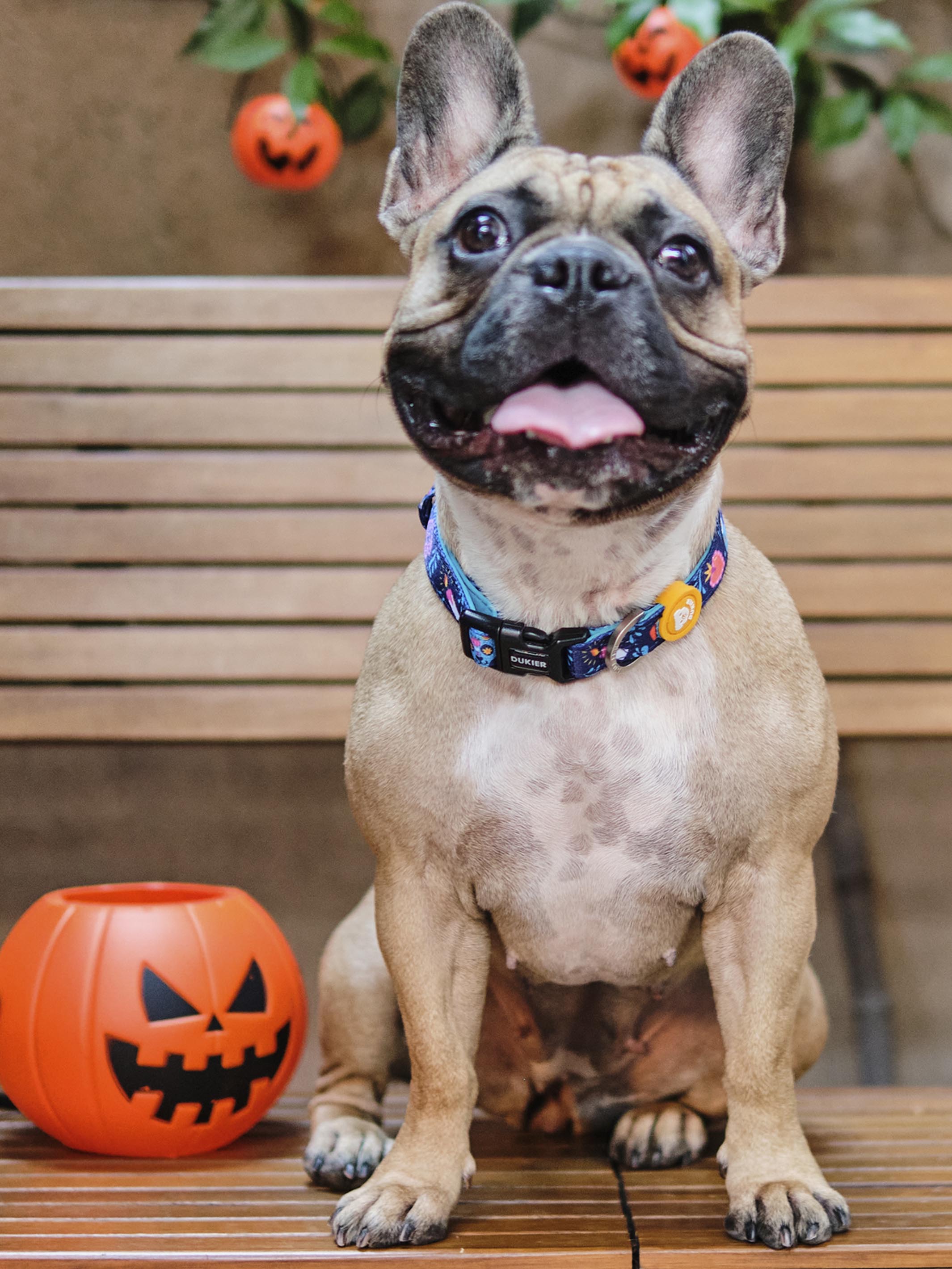 CATRINA DOG COLLAR