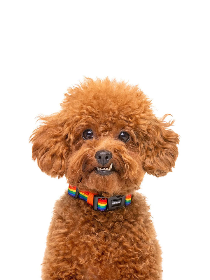 UNICORNS DOG COLLAR