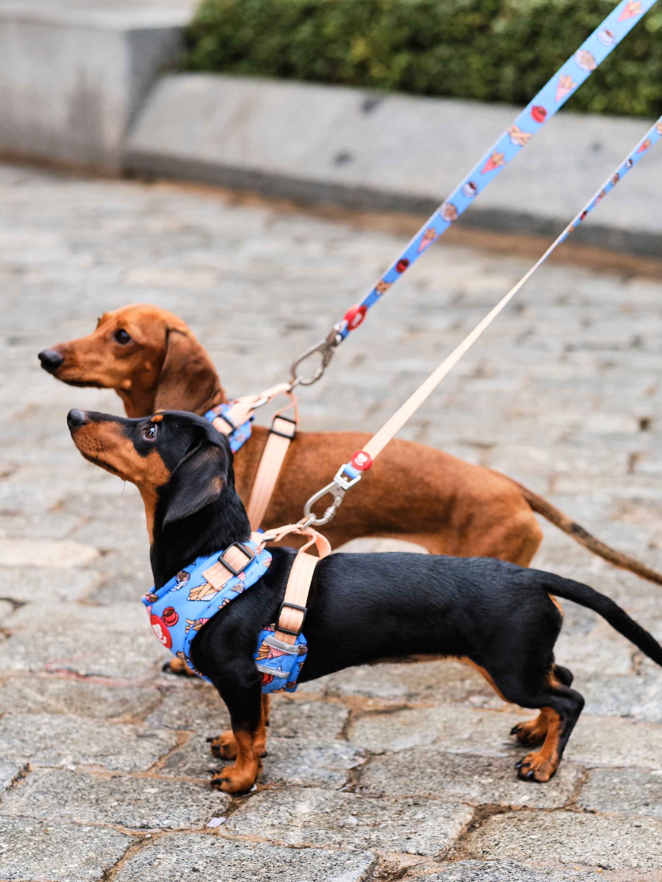 CHURROS LEASH FOR DOGS