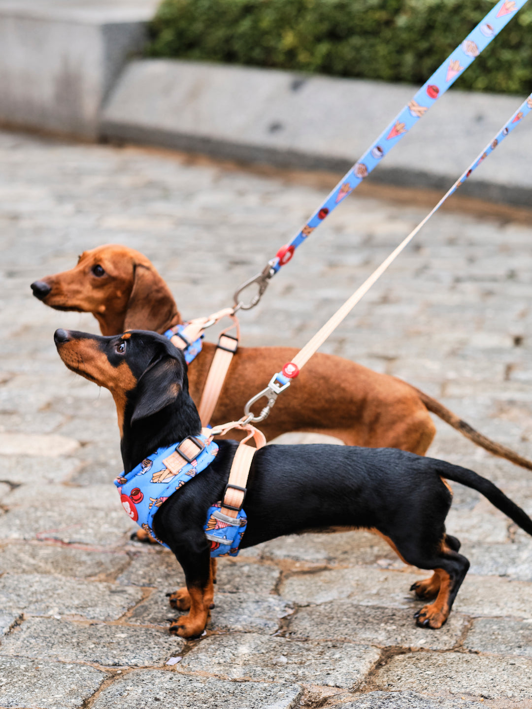 CORREA PARA PERRO CHURROS