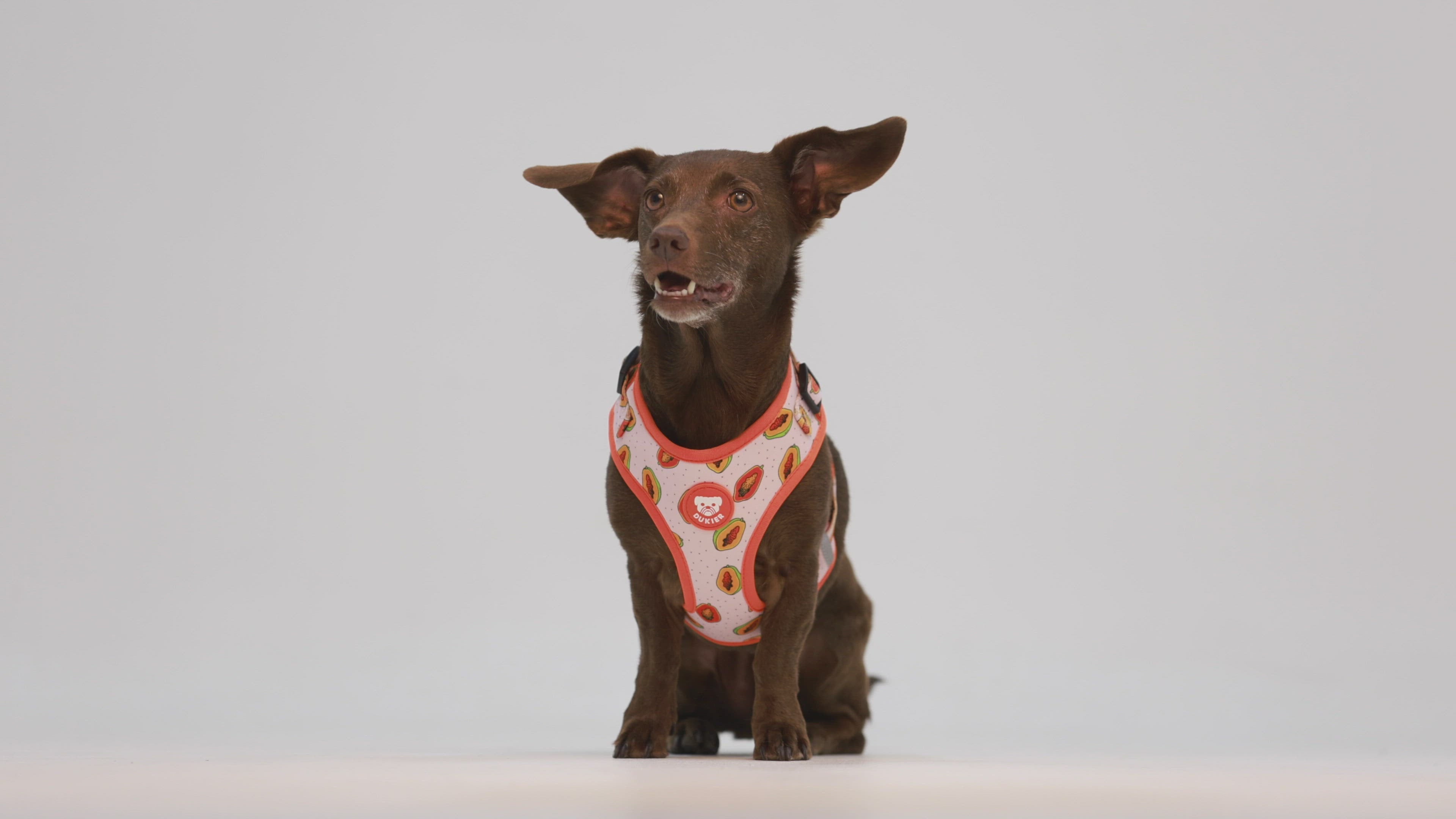 PAPAYA ADJUSTABLE DOG HARNESS