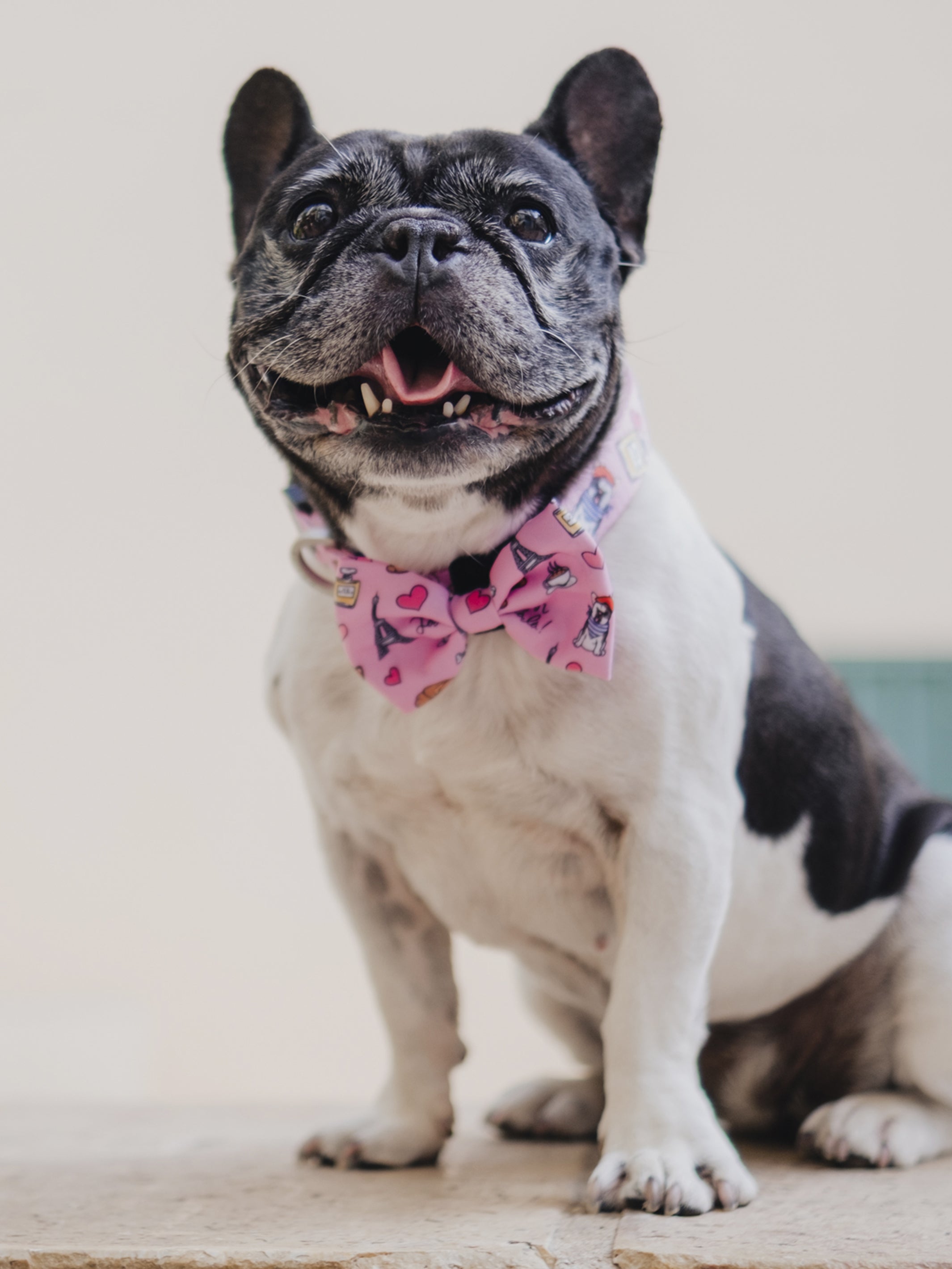 PARIS BOW TIE FOR DOGS