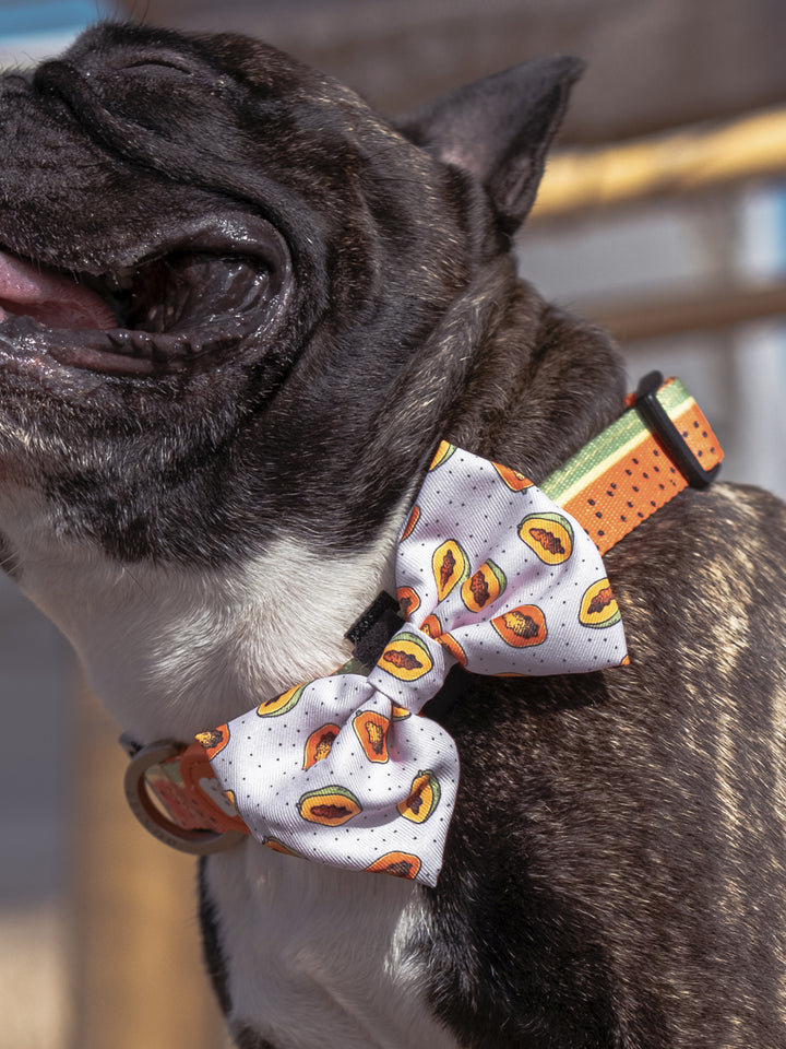 PAPAYA BOW TIE FOR DOGS