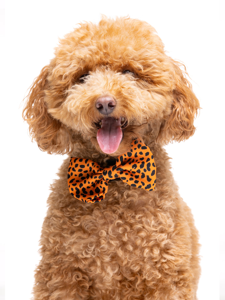 CHEETA GOLD BOW TIE FOR DOGS