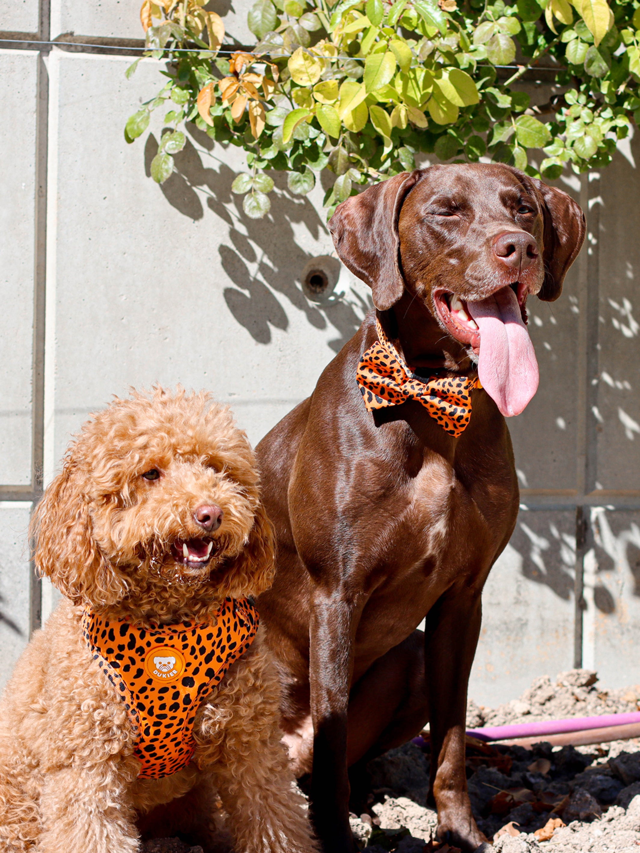 CHEETA GOLD BOW TIE FOR DOGS